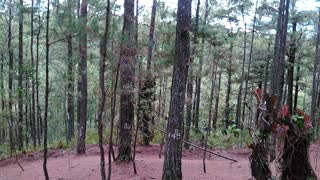 trees, pine trees, nature, woods