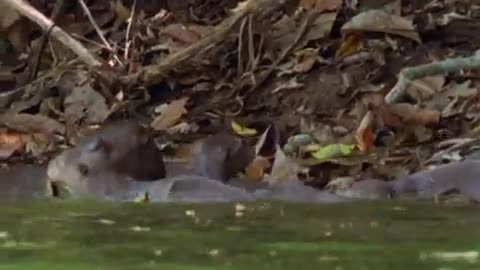 Newborn Otter Cubs | Wildlife on One | BBC Earth