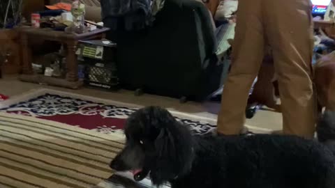 Dog shows his guilt when ask about a torn up hat.