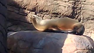 Sea lions at the Zoo in Indianapolis