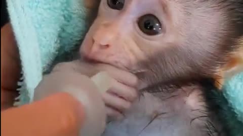 baby monkey just finished taking a bath, he's cold