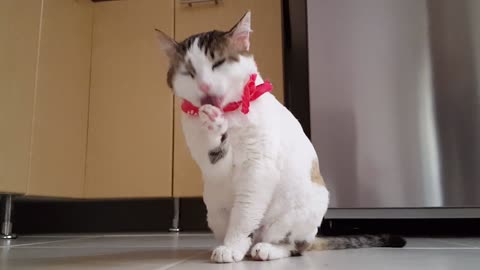A cat in a funny headscarf washes in 4K