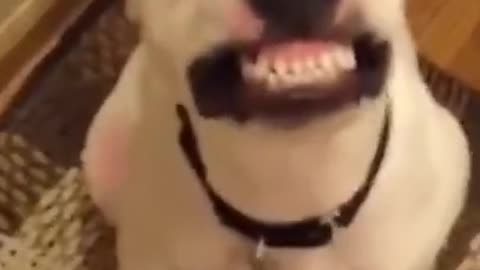 Cute Smiling Dog 🐶 Funny Animal Videos 2021 😂