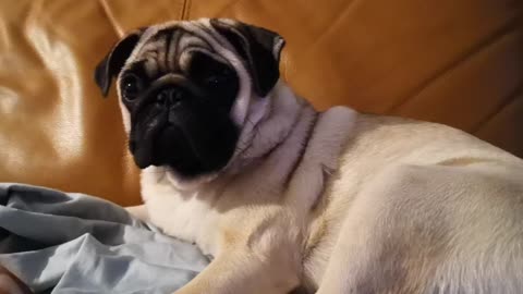 Billy pug pug