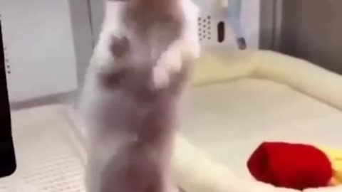 Doggo is a better dancer than me 🕺