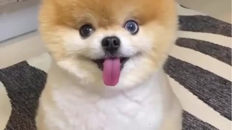 cute dog , cute dogs ,dog videos funny dog videos #shorts #cutedogs #cutedog (16)