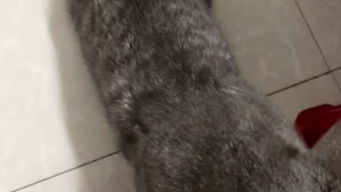 Cat rubbing up your pants