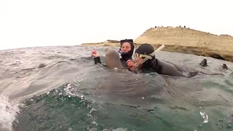 Lucky Snorkelers Are Joined By A Playful Sea Lion Pup
