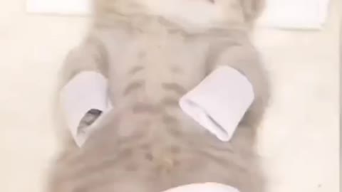 Kitty Massage Cat cute