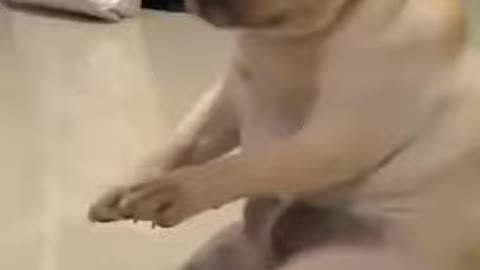 Laugh with this cute and funny pet dog vibing to Korean music!😂😻😍😹