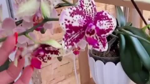 Maravilhosas orquídeas