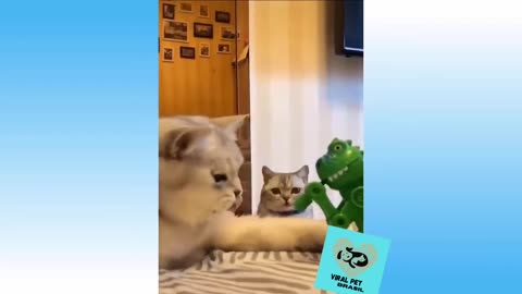 Smart and funny kittens