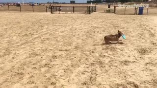 Brown corgi catches frisbee on beach