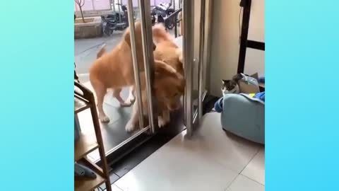 dog in line to enter