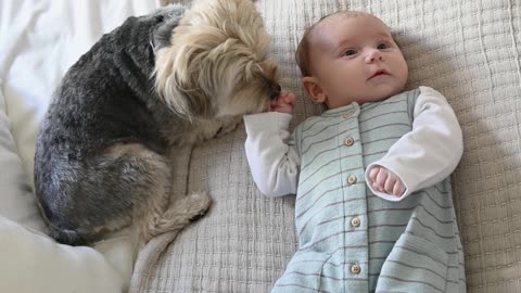Funny puppy dog 🐶 is palying with cute baby bby