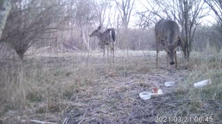 Baby Deer Gets Spooked!