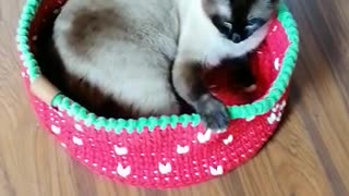 a cute cat napping in his favorite basket