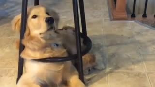 Funny Dogy Likes To Stay Inside the Chair