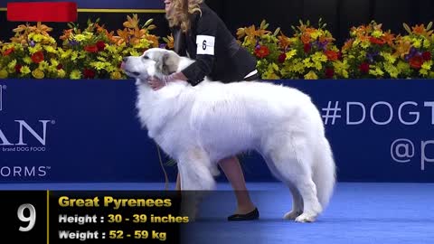 TOP 10 LARGEST DOG BREEDS IN THE WORLD