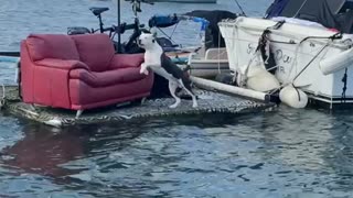 Guard Dog Protects Boat Passing By