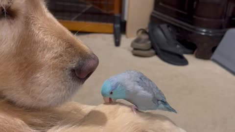 Tiny Parrot Courts a Golden Retriever