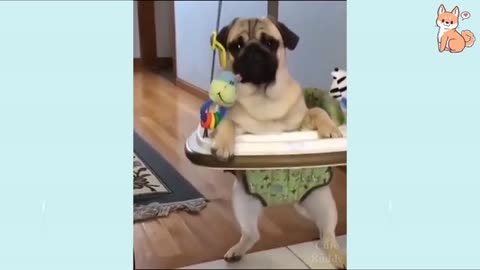 funny dog videos