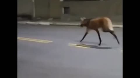 Maned wolf taking a walk in the streets, Belo Horizonte - Brazil