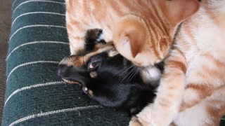 Puppy gets spa treatment from pair of cats