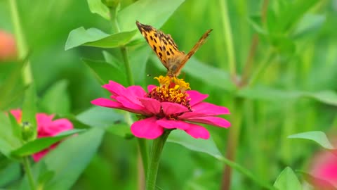 Butterflies and Flower Talk