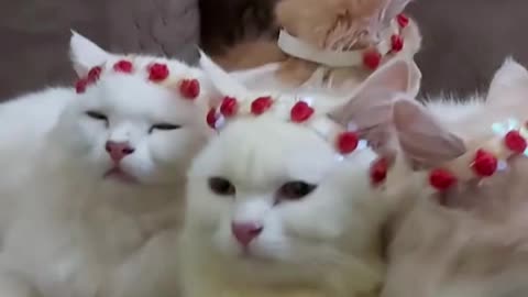 crowning cats are so Cute and beautiful.