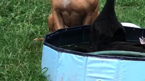 Boxer Mix Guards His Ducks While They Bathe and One Sneaks a Peck