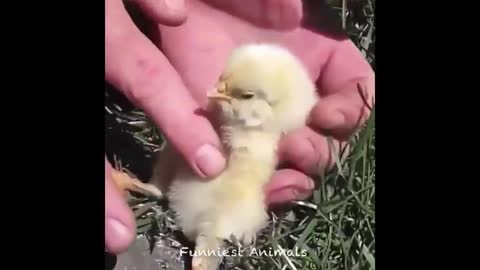 SO Cute 🥰 Baby 🐥 Animals 🐶 || So beautiful 🥰 and very funny baby🐥 animals🐶🐼 !!