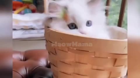 Funny Cat Videos Try Not To Laugh #cat #cats #catlover #catlife #catlovers #pet #cute #love #meow