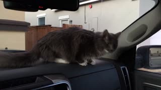 WHAT?! WHY would the owner do THIS? Cat does NOT want to go for a ride!