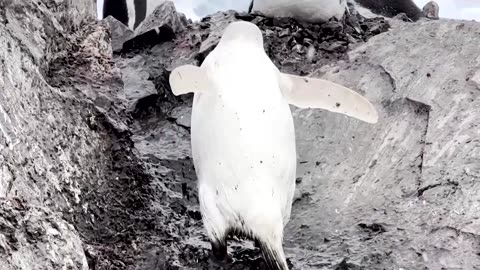 Rare white penguin spotted in Chilean Antarctica