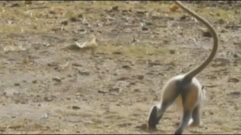 Funniest Monkey - Cute And Funny Monkey Videos Hd