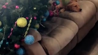 Guilty puppy pulls down entire Christmas tree
