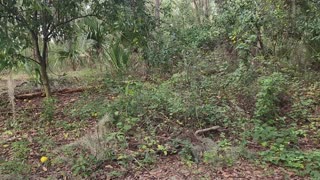 Hiking the Carney Island Conservation Area Part 1 in Central Florida