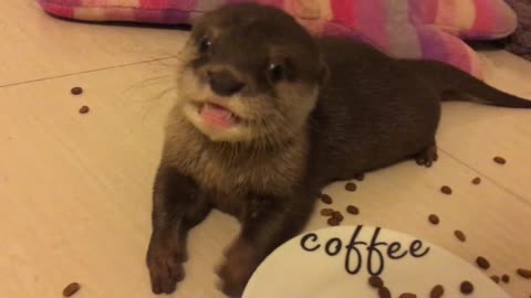 Precious Otter Is Munching On Favorite Treats