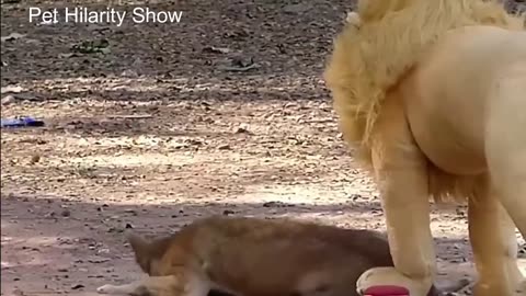 😂Troll Prank: Dog's🐶 Reactions to Fake Lions and Tigers😂| funny dog🐶 videos-2023