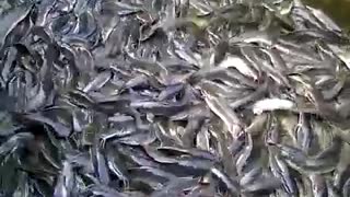 benz catfish farm