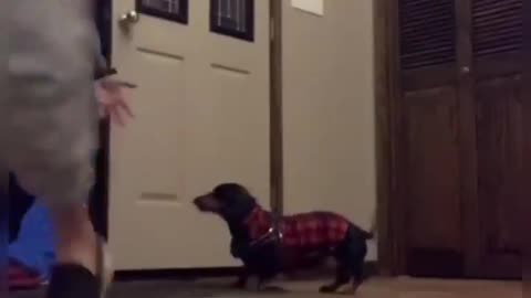 Dog hilarious reaction when owner pretending to left him at home while walking