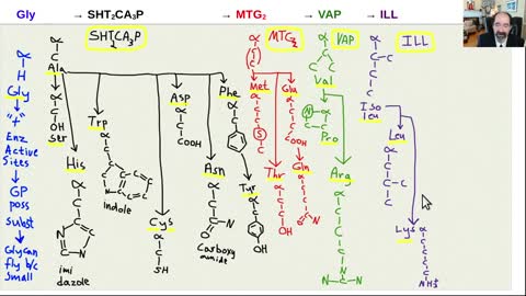 Amino acids for health and biochemistry class