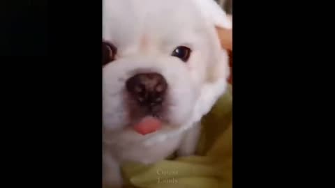 Cutest Pets Video