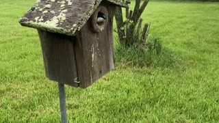 Mother Tree Swallow watches as I approach the nest