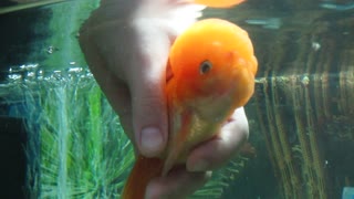 My Oranda fish, eating by hand