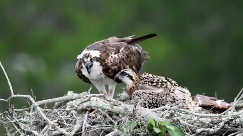 Osprey feeding a young chick
