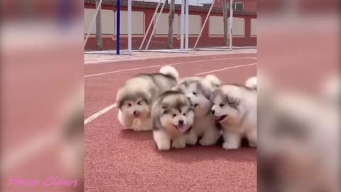 alaska malamute..baby alaskan dogs