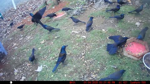 Bird Camera Grackles, Titmouse, Blue Jays, Mourning Doves 10/31/2021