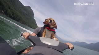 Dog on jet ski